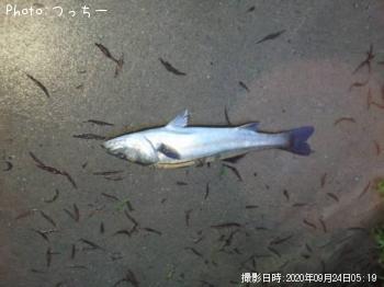 シーバス