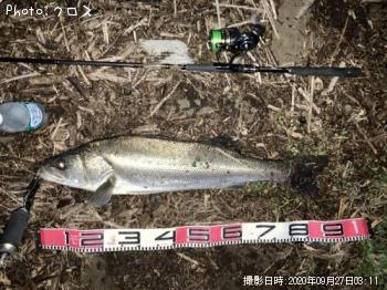 シーバス