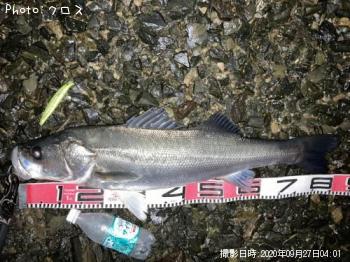 シーバス