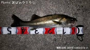 シーバス