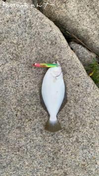 ヒラメ（ソゲ）