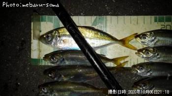 アジ