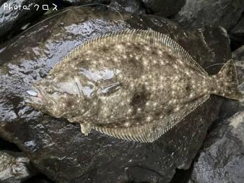 ヒラメ