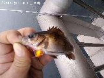 メバル