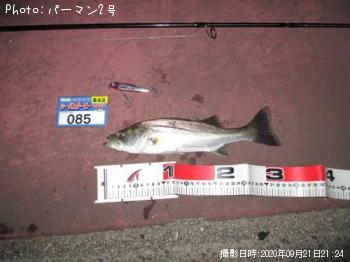 シーバス