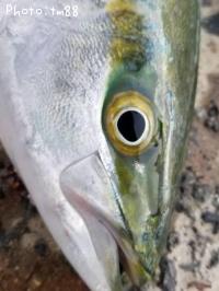 ϥޥ
