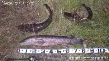 雷魚