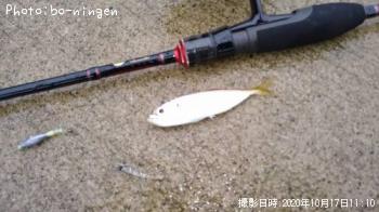 アジ
