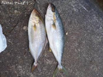 カンパチ
