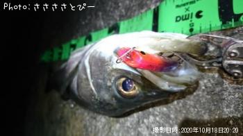 シーバス