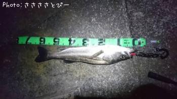 シーバス
