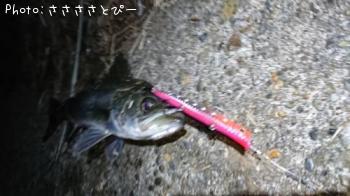 シーバス