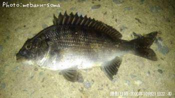 アジ