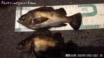 アジ