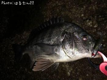 クロダイ