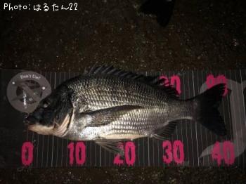 クロダイ
