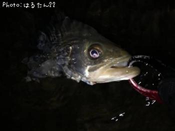 シーバス