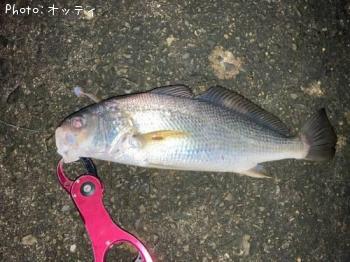 イシモチ