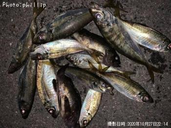 アジ、メバル