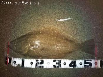ヒラメ