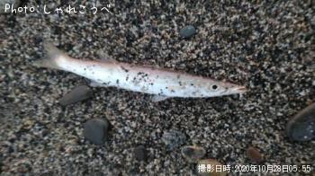 カマス