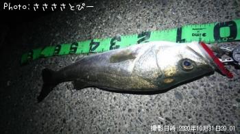 シーバス