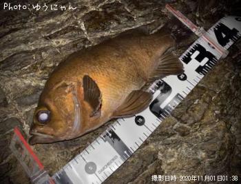 メバル