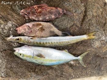タイワンカマス