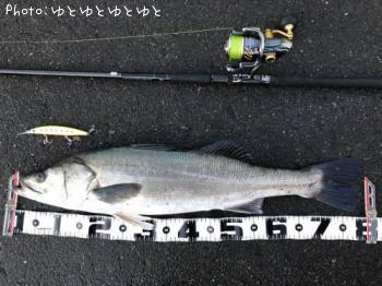 シーバス