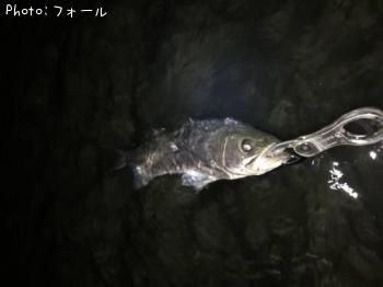 シーバス