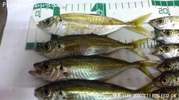 アジ