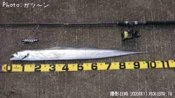 タチウオ