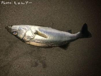 シーバス