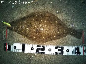 ヒラメ