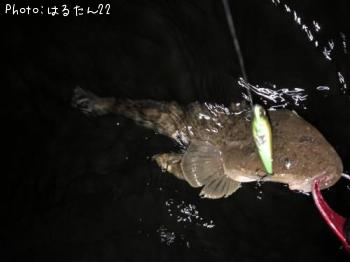マゴチ