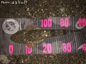 マゴチ