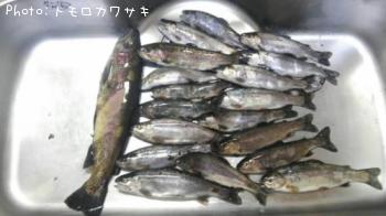 イワナ