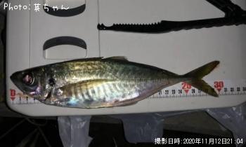 アジ！