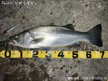 ヒラスズキ