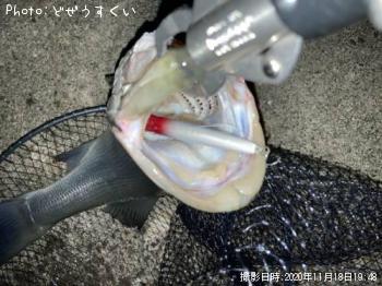 ヒラスズキ