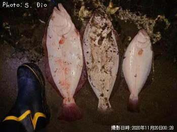 ヒラメ