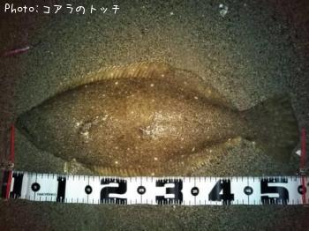 ヒラメ