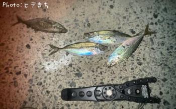 アジ