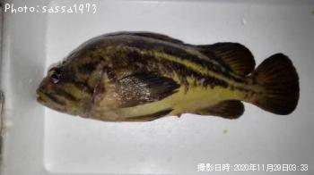 シマソイ