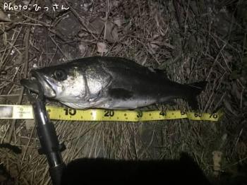シーバス