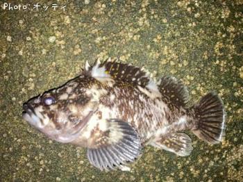 ムラソイ