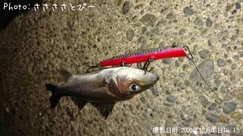 シーバス