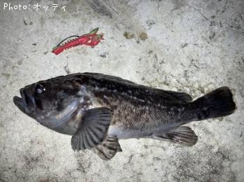 クロソイ