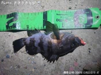 Х饽