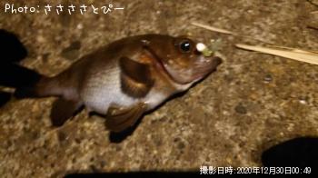 メバル＆カサゴ
